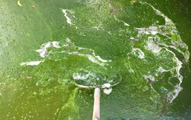 cắt tảo trong ao tôm